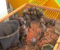 Εντόπισαν δεκάδες άγρια πουλιά τα οποία πουλοπιάστες πωλούσαν παράνομα στο παζάρι του Σχιστού